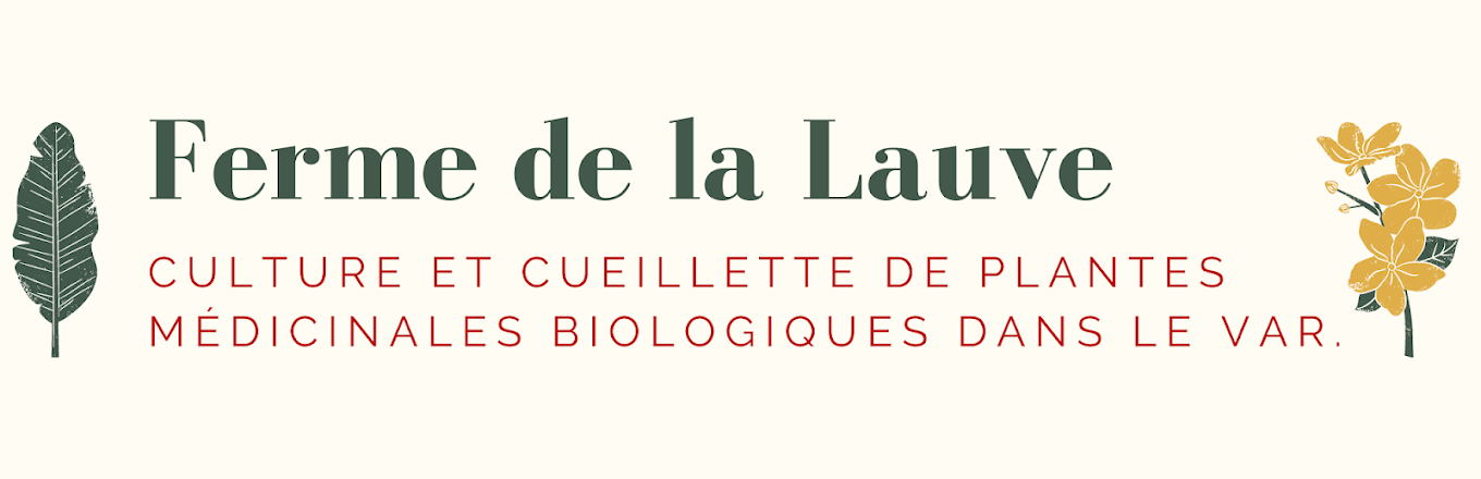PLANTES AROMATIQUES // Ferme de La Lauve / Alexia Olagnon