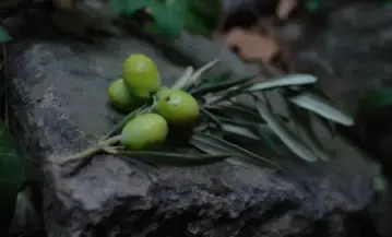 HUILE D'OLIVE // Le Barattian