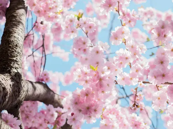 exploration de la médecine chinoise exploration de la médecine chinoise