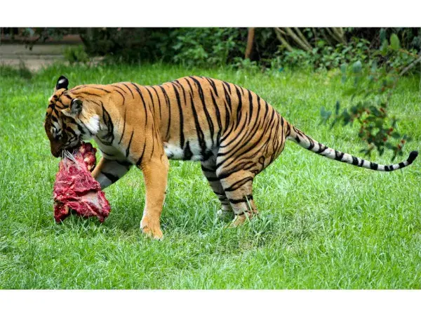 Causerie à la coop :  À l’origine, sommes-nous végétariens, carnivores, omnivores… ?