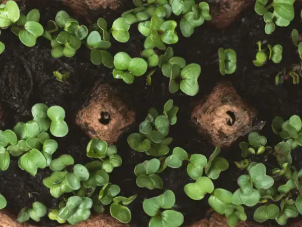 vente de plants - LES PAPILLONS VERTS