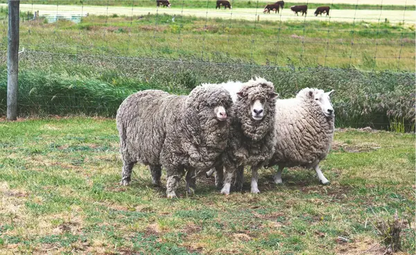 Enlainez-Vous à Cobionat